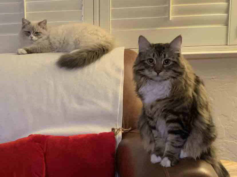 Marcus and Milo, the Team Keppel Feline Division